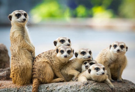 Dagje Ouwehands Dierenpark